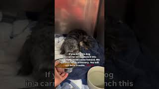 This sweet dog was abandoned in a carrier outside our rescue before #usa #canada #rescue #london #uk
