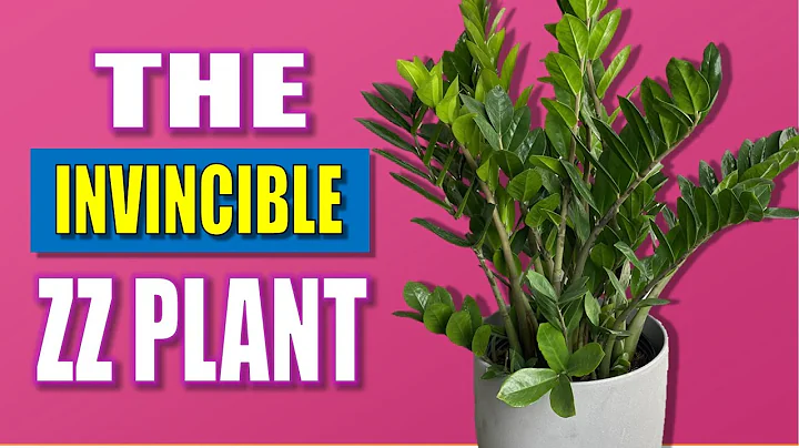 "Invincible" ZZ Plant Care Guide - Zamioculcas Zamiifolia