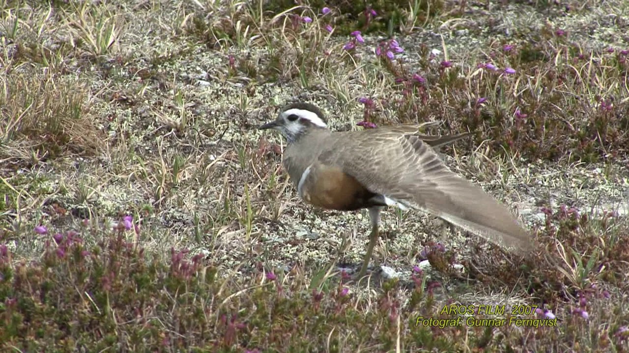 FJÄLLPIPARE Eurasian Dotterel (Charadrius morinellus) Klipp - 2261