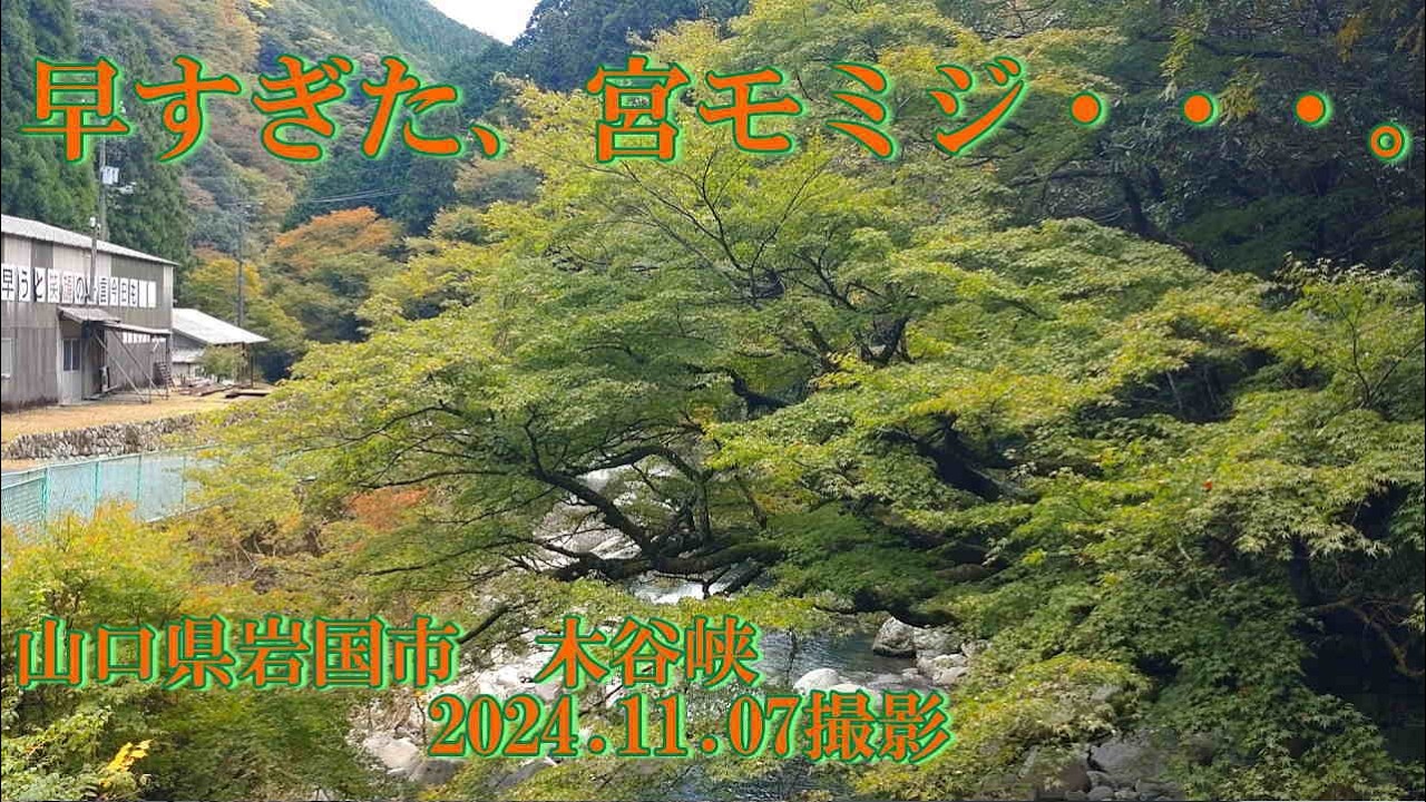 早すぎた、宮モミジ・・・。　2024.11.07撮影