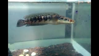 Channa maru yellow sentarum,bar simet 6/6,mental pedas