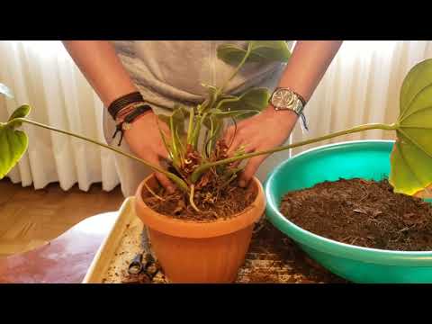 Como hacer florecer las orquideas