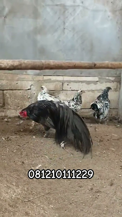 AYAM LAGA BLUE SUMATRA #ayam #ayamhias