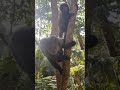 macaco-prego guloso e encrenqueiro