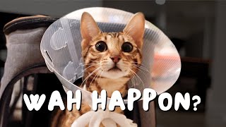 Cone can't stop our Bengal cat (Spay recovery journey) | Ep 11 by Ezra, Nova, and Conan 17,011 views 3 months ago 8 minutes, 15 seconds