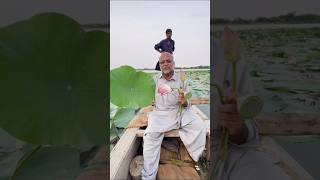 Athlete Statistics An Introduction to the Lotus Plant | Lotus Flower and Plant Overview | Lotus | Water Lily