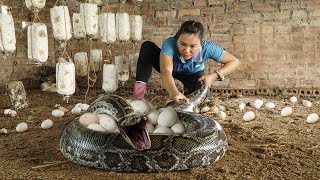 Terrifying Encounter: Giant PYTHON Attacked Egg Farm - Harvest Fig Goes to Market Sell | Garden Life