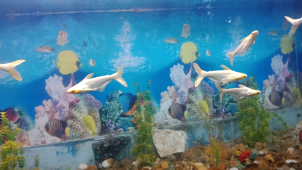 Patna zoo fish house.. YouTube