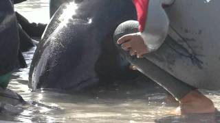 Beached Pilot Whales Kommetjie Cape Town South Africa - Save The Whales - Whale Rescue