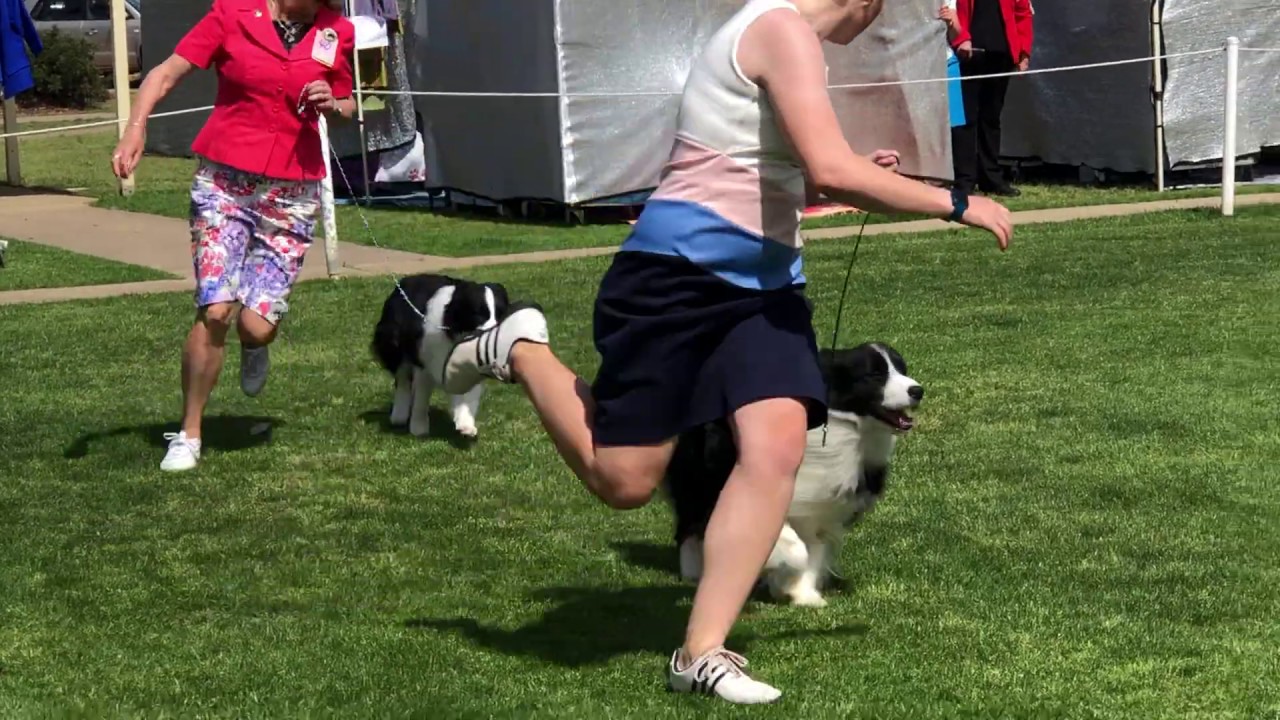 Working Dog Club of NSW- Border Collies- Best of Breed- 2019