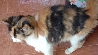 cutie cat playing || cat @Yusufzm78