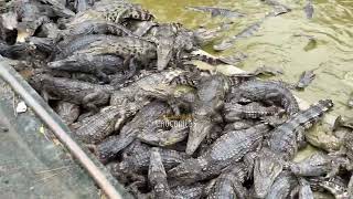 Crocodile Farm