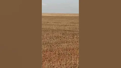 Уборка сафлора на полях Федоровского района комбайнами ООО 