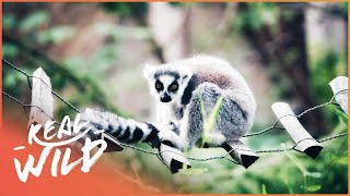 ZOO DAYS