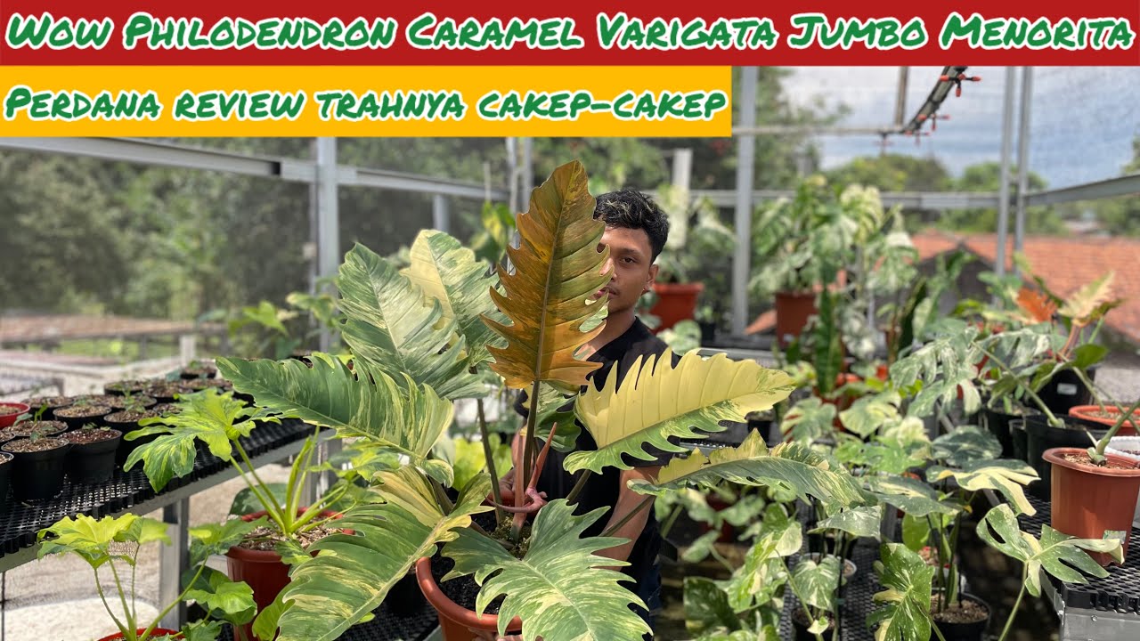 WOW PHILODENDRON CARAMEL VARIGATA JUMBO MENORITA⁉️ PERDANA REVIEW TRAHNYA CAKEP-CAKEP