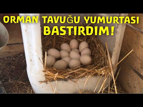 Video: Orman Tavuğu