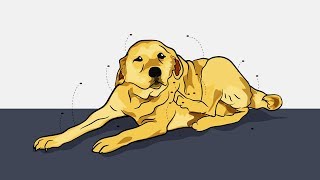 Rid your home of fleas  Here are 4 natural ways to kill and repel fleas to keep your house safe