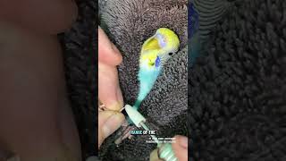 The tiniest, calmest birdie pedicure and massage #nailtrim #petbirds #relaxed
