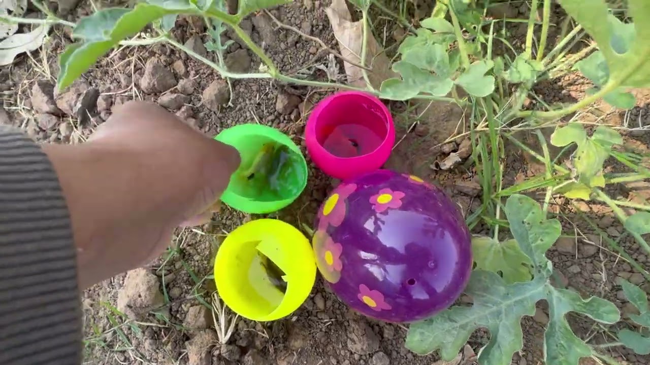 From Wild Pond to Aquarium | Catching Beautiful Fish in a Small Pond