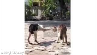 KOMPILASI KATA BABA ANIMALS KUCING KECEBUR 🫥🫥