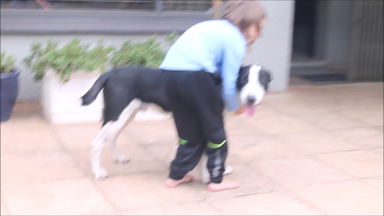 Missing dog reunited with family after two weeks - YouTube