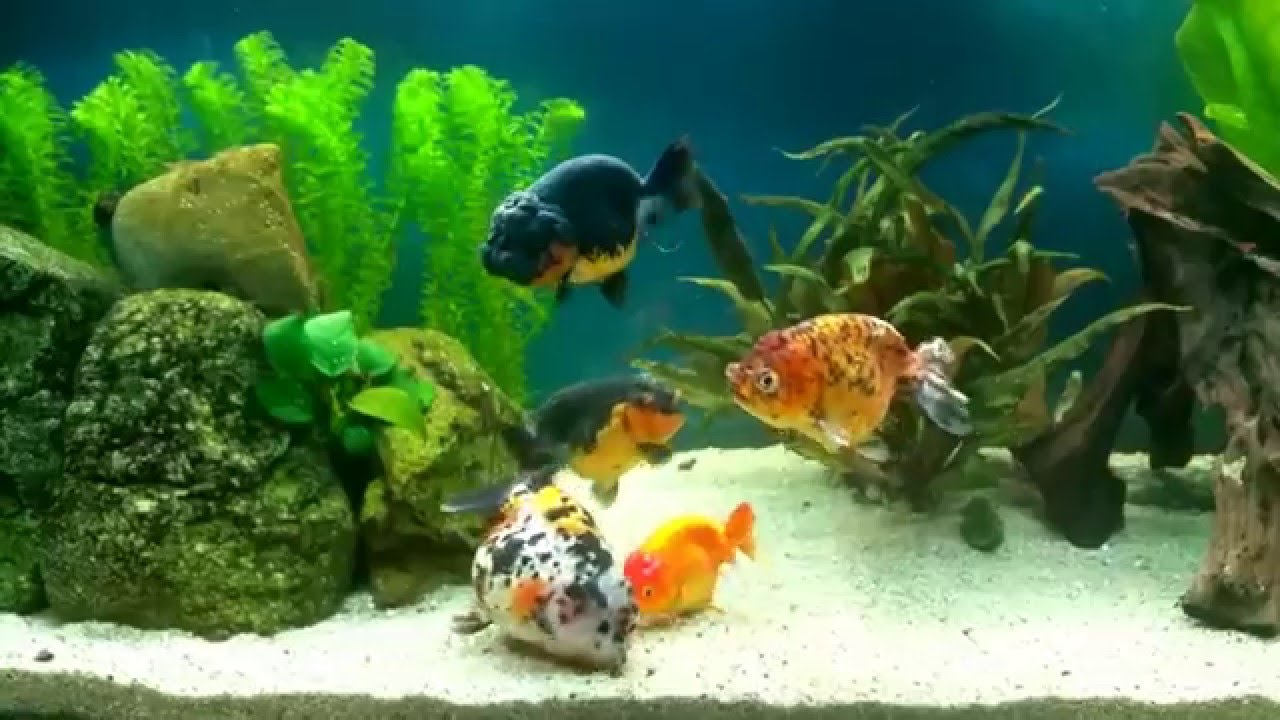 My 3 new Ranchu Goldfish... Awesome - YouTube