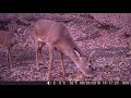 Possum ridge trail cam vids january 2021