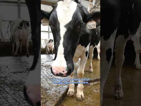 New Galma Dairy & Creamery