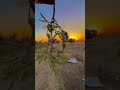 इतना पैसा कमाऊगा... #trending #shortvideo #farming #attitude_whatsapp_status