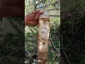 cangkok pohon pepaya tu salasatu pohon cepet tumbuh #shot