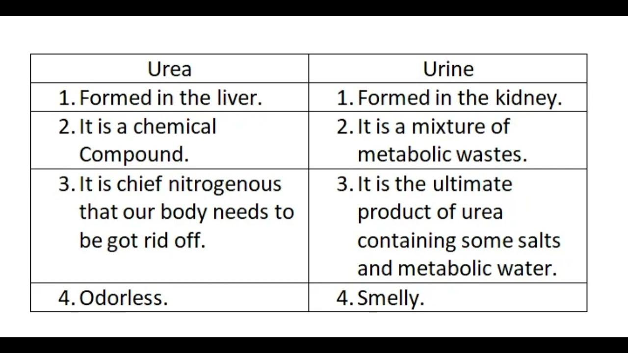Differences between urea and urine YouTube
