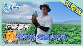 花蓮【鷹姿挺拔 猛禽出任務】│2020.04.19│《台灣第一等》完整版