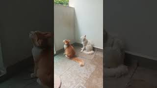 Time Machine Cats !!!! Longest Daily Cat's Story