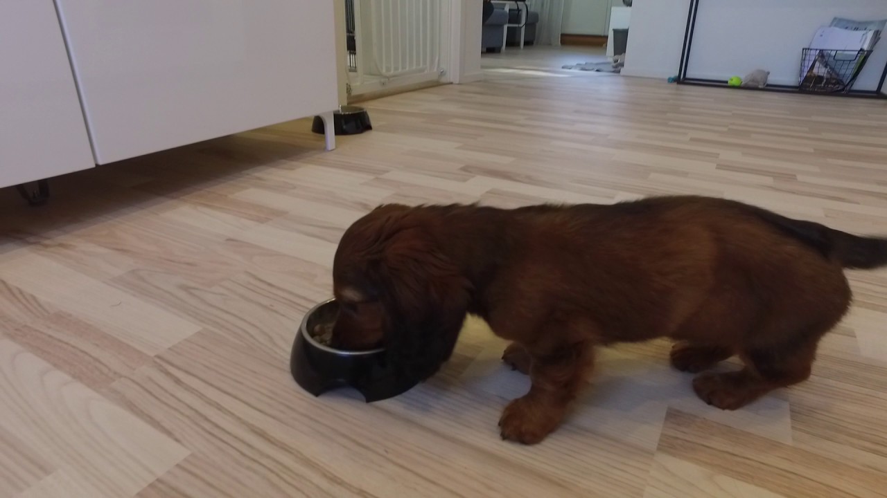 10 week old dachshund