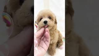 【07/26撮影♪】マルチーズ×トイプードルのMIX犬！好奇心旺盛で愛され力抜群ボーイ！