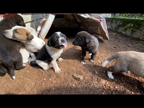 Anne Köpek Bebeklerini Gösterdi | Bu Defa Çok Kolay Oldu