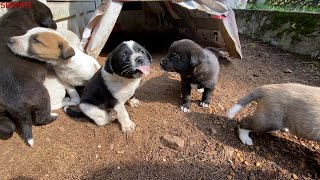 Anne Köpek Bebeklerini Gösterdi | Bu Defa Çok Kolay Oldu