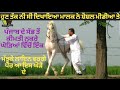 top prise nukra horse,,,ਸਿਰੇ ਦੀ ਕੀਮਤ ਦਾ ਨੁਕਰਾ