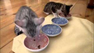うちネコ ~レオとレン~ 2011092302