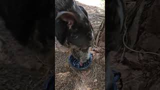 This is your reminder to always bring extra water for your pooch this summer!