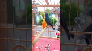 Download Lagu PENTIS PELANGI , MASTERAN HANDAL #kicaumania #Pentis #burung MP3