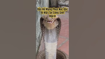 Rắn Hổ Mang Phun Nọc Độc: Bí Mật Tấn Công Chết Người #ranhomang #snake