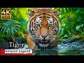 Tiger: The Silent Killer Of Amazon | Wildlife Documentary | #hiddenearthhd