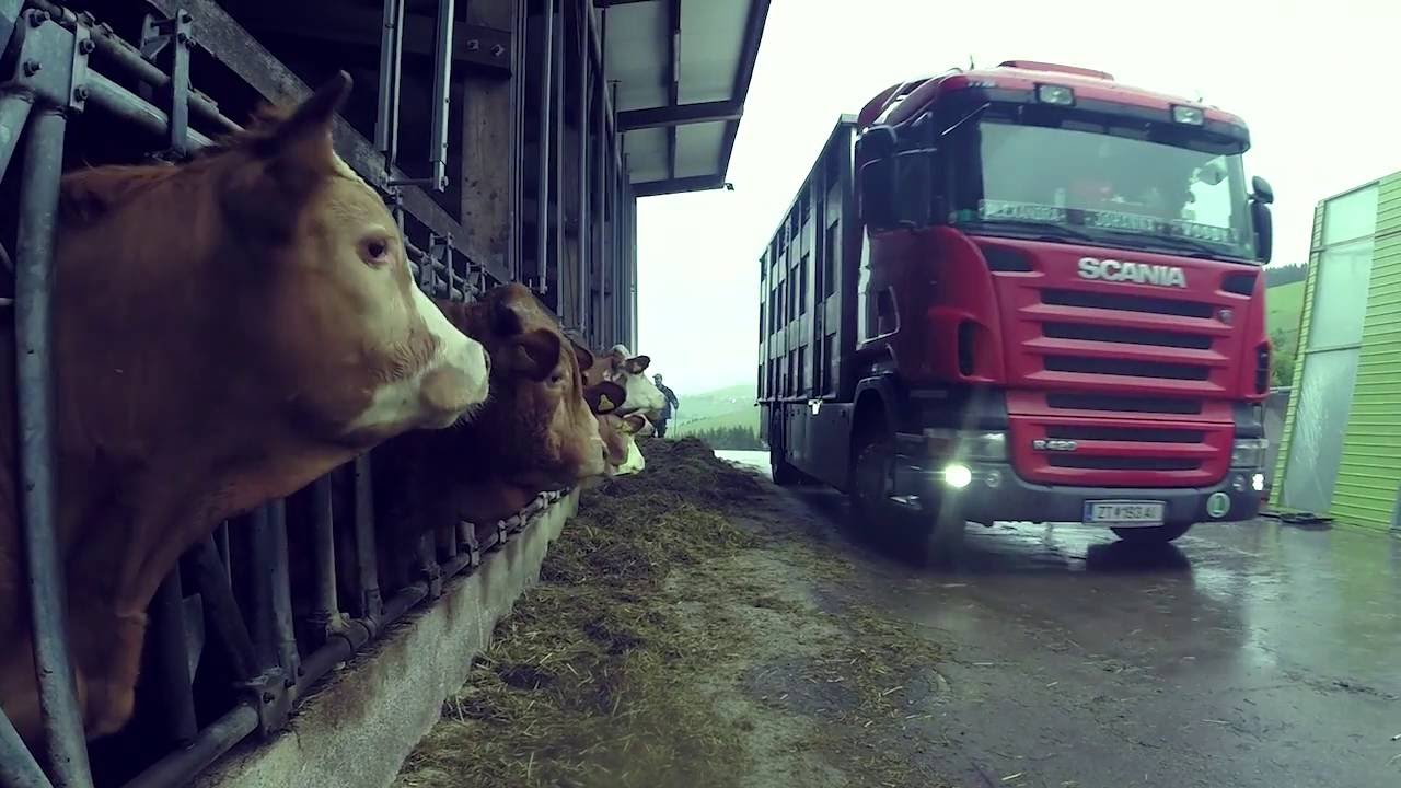 Schönhofer Tiertransport