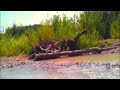 Wetland Bliss 4K