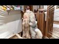 大好きな飼い主と再会した愛犬の反応に感動しました...