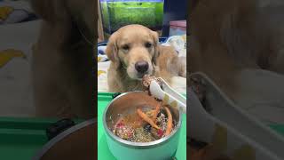 Dog Food Golden Retriever Sausage and Soup Double Delicious