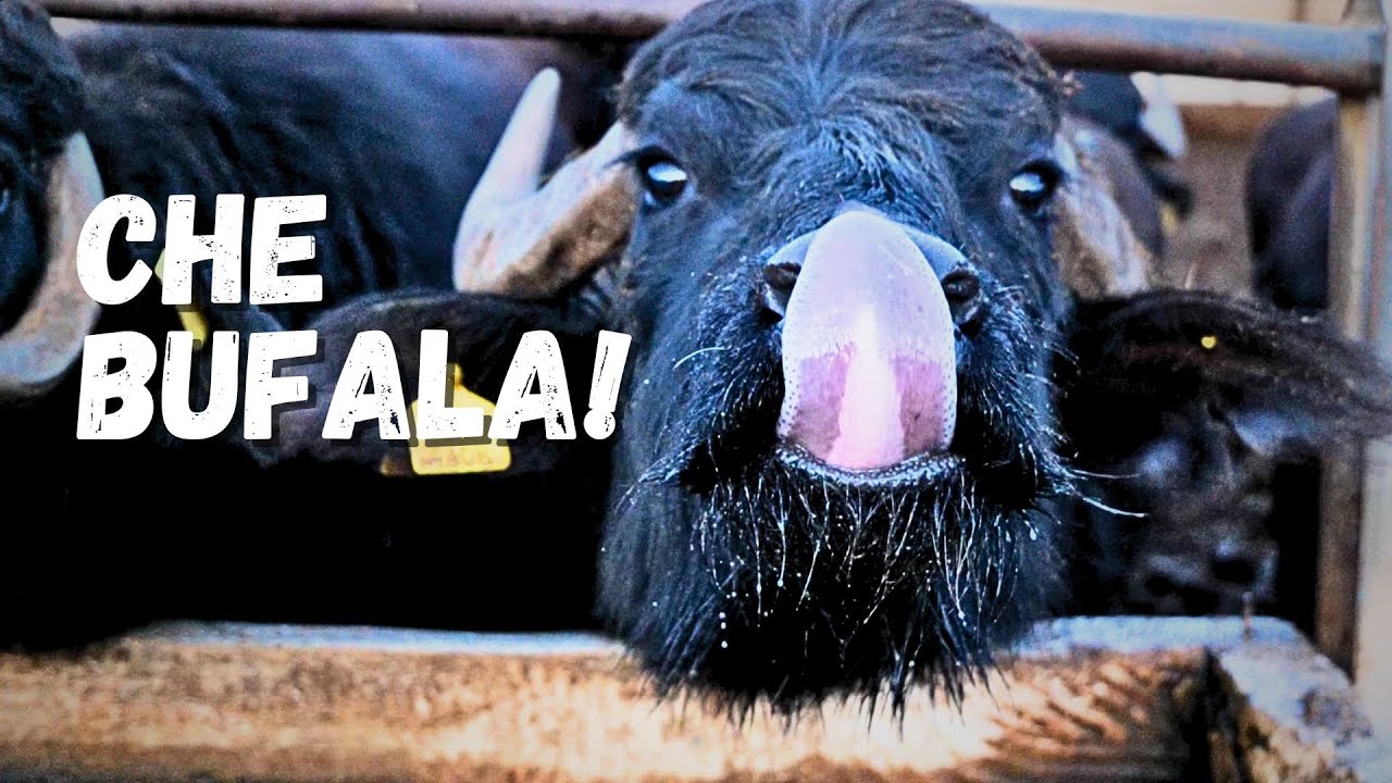 Vino e Fattoria, una giornata alternativa a Margherita di Savoia. Italia On the Road