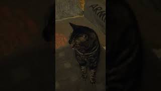 Mr Tigtigs The Gardeners Cat 20112022 Rip My Little Furry Bubba 