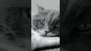 Calming  For Cats Stress Relief  Calming  For Separation Anxiety  Soothing 